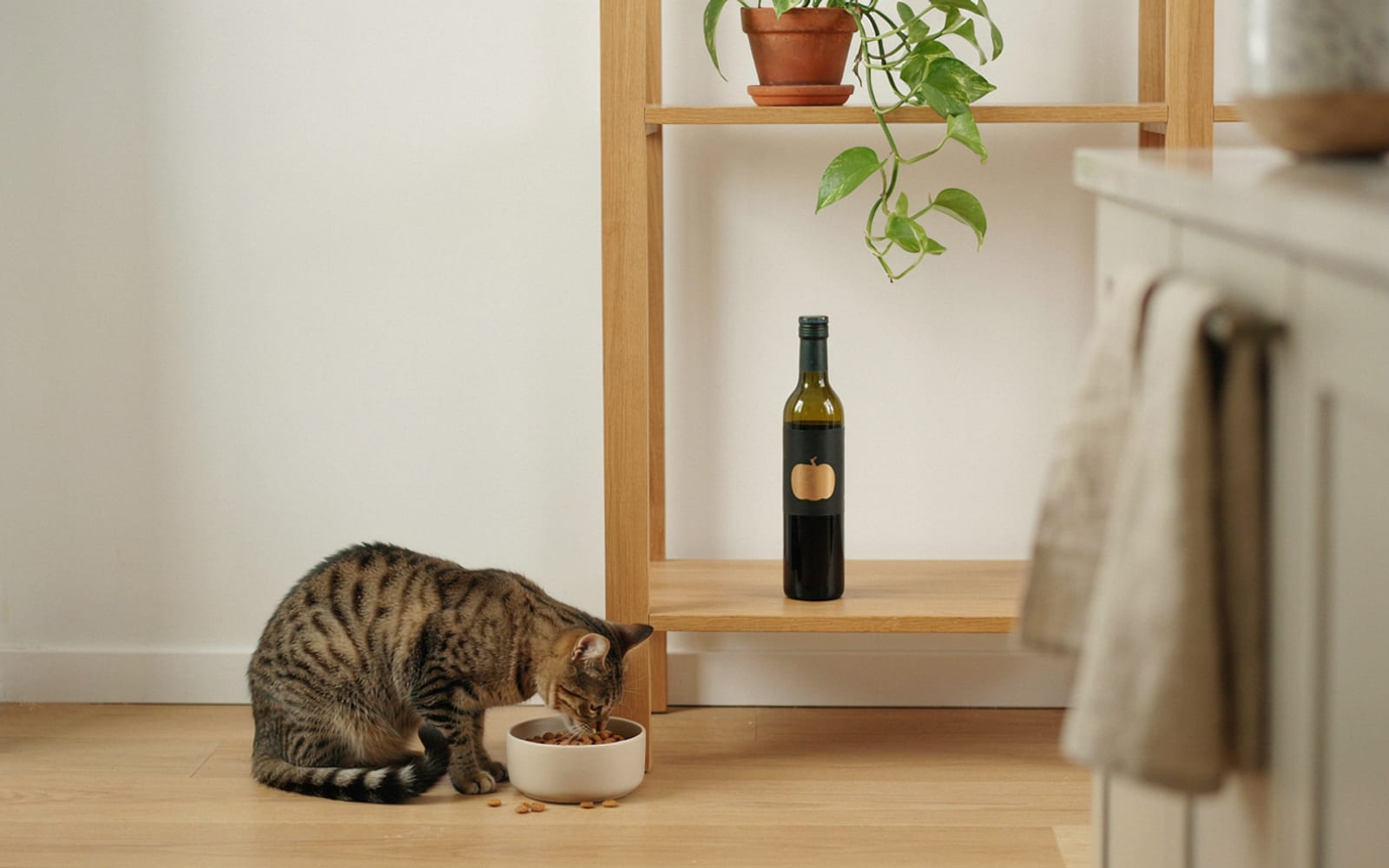 Relacionado: Aceite de Calabaza para Gatos