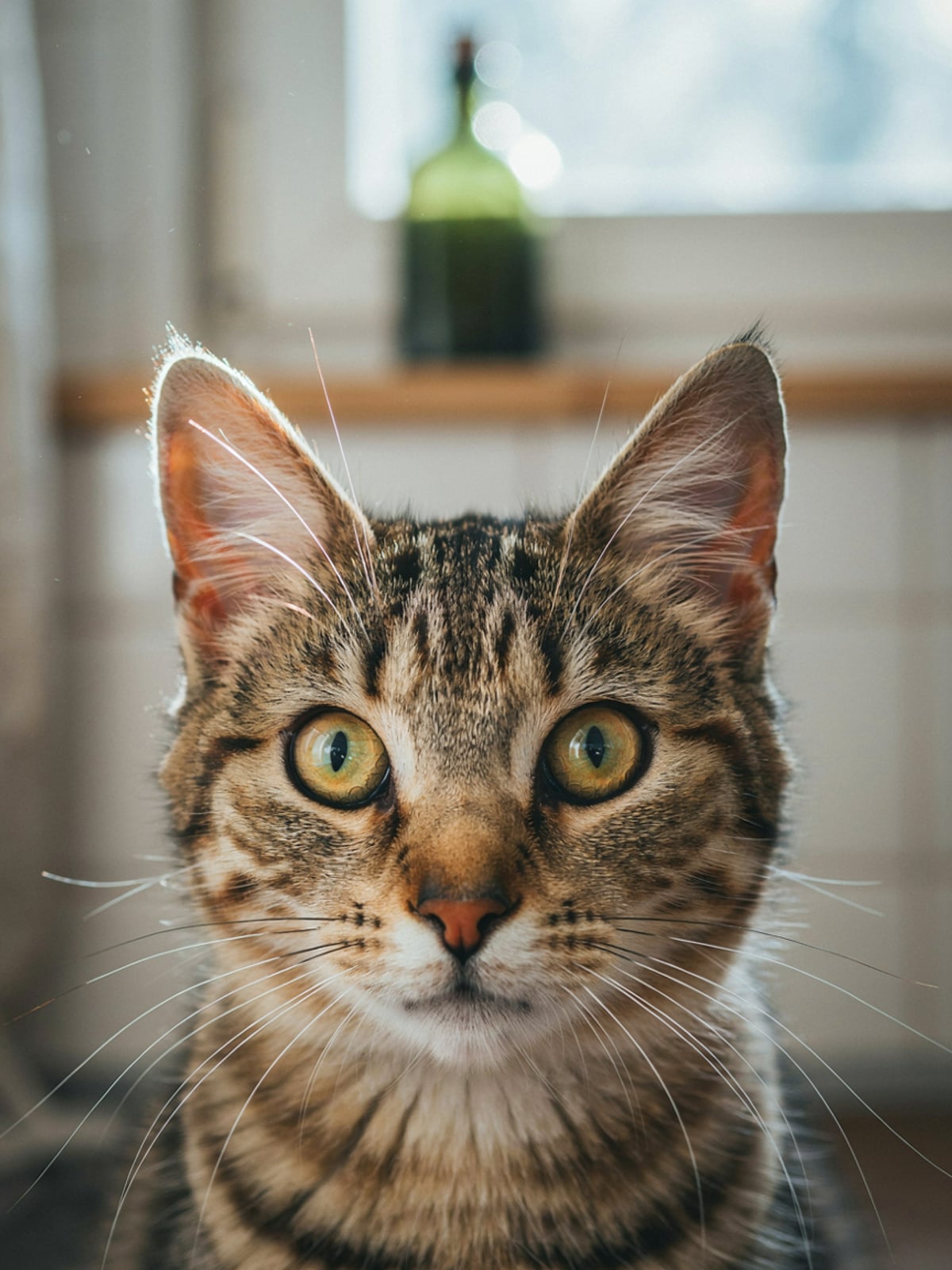 Aceite de Calabaza para Gatos – galería 3